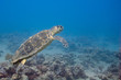 swimming away