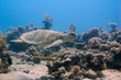 flying turtle