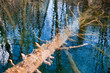 A tree sunk in water of clear blue lake