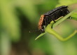 Rothalsige Silphe - Oiceoptoma thoracica