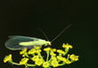 Foto: Gemeine Florfliege Gemeine Florfliege