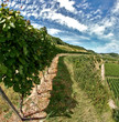 Rebzeile am Kaiserstuhl