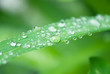 Foto: water drops water drops