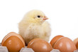 Baby chick on  eggs in egg carton