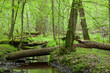 Springtime view of natural deciduous stand with little river Springtime view of natural deciduous stand with little river