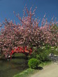 Jardin Japonais Jardin Japonais