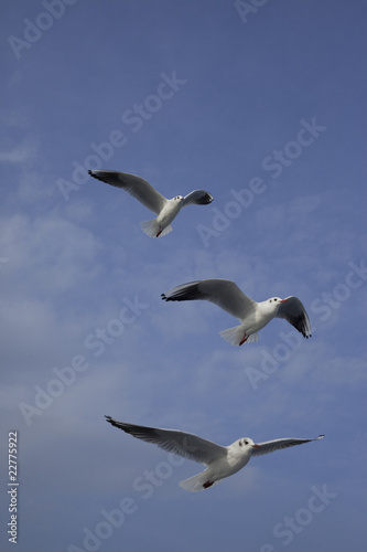 Photo: 3羽のカモメの飛ぶのが綺麗 3羽のカモメの飛ぶのが綺麗