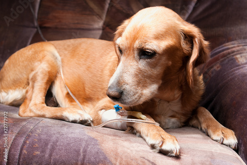 Foto: dog lying on bed with cannula in vein taking infusion dog lying on bed with cannula in vein taking infusion
