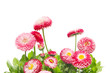 Marguerite, garden daisy, bellis Marguerite, garden daisy, bellis