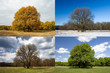 Oak in four seasons