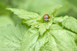 beetle