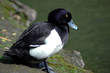 Tufted Duck