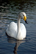 White Swan