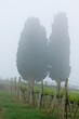 Tuscany Vineyard