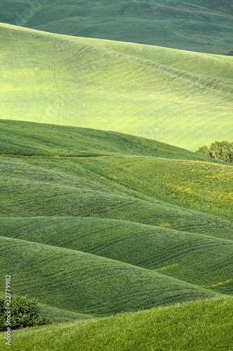 Foto: Hilly landscape of Tuscany Hilly landscape of Tuscany