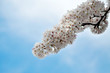 Sakura In Spring