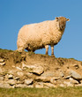 Ewe Looking at Me?