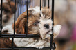 chiot shihtzu en cage chiot shihtzu en cage