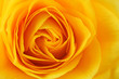 Yellow rose background