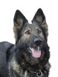 Schäferhund