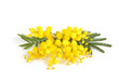 Mimosa branch, white background Mimosa branch, white background