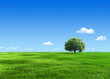 6000px nature collection - Green meadow 1 tree template 6000px nature collection - Green meadow 1 tree template