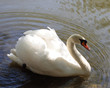 swan