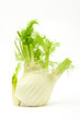 Fenchel