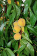 peach