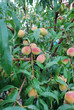 peach