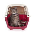 cat closed inside pet carrier isolated on white background