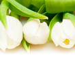 tulips tulips