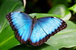 Common Blue Morpho