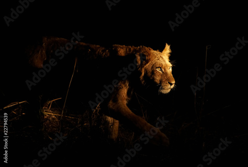 Photo: Stalking Lion Stalking Lion