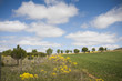 Escena rural