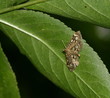 Zünsler - Phlyctaenia coronata