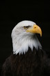 adler