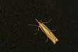 Zünsler (Crambus pascuella)