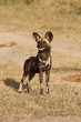 Wild dogs in South Africa