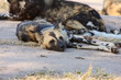 Wild dogs in South Africa
