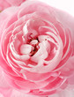 pink Ranunculus