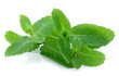 Fragrant leaflets, green mint.