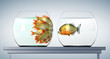 scared goldfishes looking at piranha