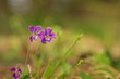 スミレ　-Viola mandshurica-