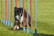 Agility - sehenswerter Hundesport