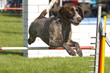 Hund im Sprung