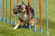 Australian Sheperd zwischen Slalomstangen
