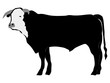 silhouette of bull