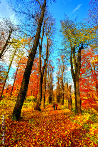 Photo: Park in fall time Park in fall time