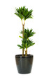 Dracaena plant isolated on the white background Dracaena plant isolated on the white background